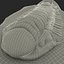 Trilobite Fossil