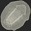 Trilobite Fossil