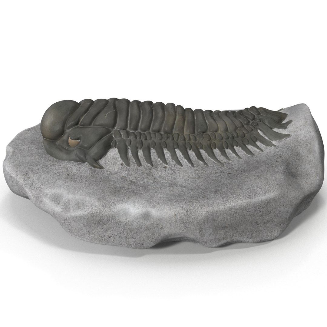 trilobite fossil 3d model https://p.turbosquid.com/ts-thumb/Kl/F6VoDb/FExgFeZK/trilobitefossil_11/jpg/1390850745/1920x1080/fit_q87/a6bffb20308d5cc261c015b205d27b229008364c/trilobitefossil_11.jpg