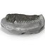 Trilobite Fossil