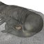 Trilobite Fossil