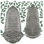 Trilobite Fossil