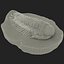Trilobite Fossil