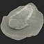 Trilobite Fossil