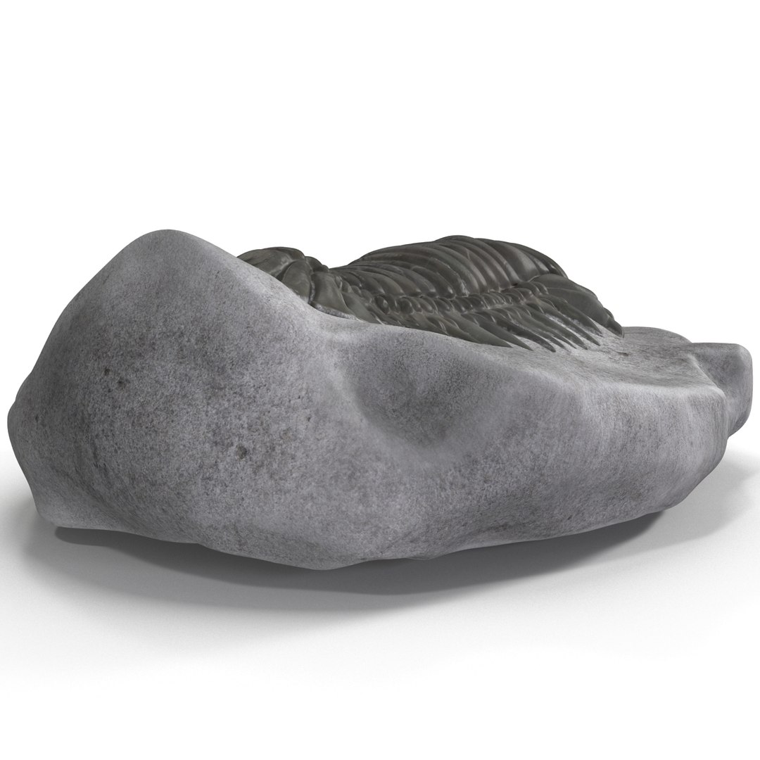 trilobite fossil 3d model https://p.turbosquid.com/ts-thumb/Kl/F6VoDb/Mhxcg08E/trilobitefossil_20/jpg/1390850780/1920x1080/fit_q87/3f55cce9ca8bdbb5120ea5ed43d7ebab0f302570/trilobitefossil_20.jpg