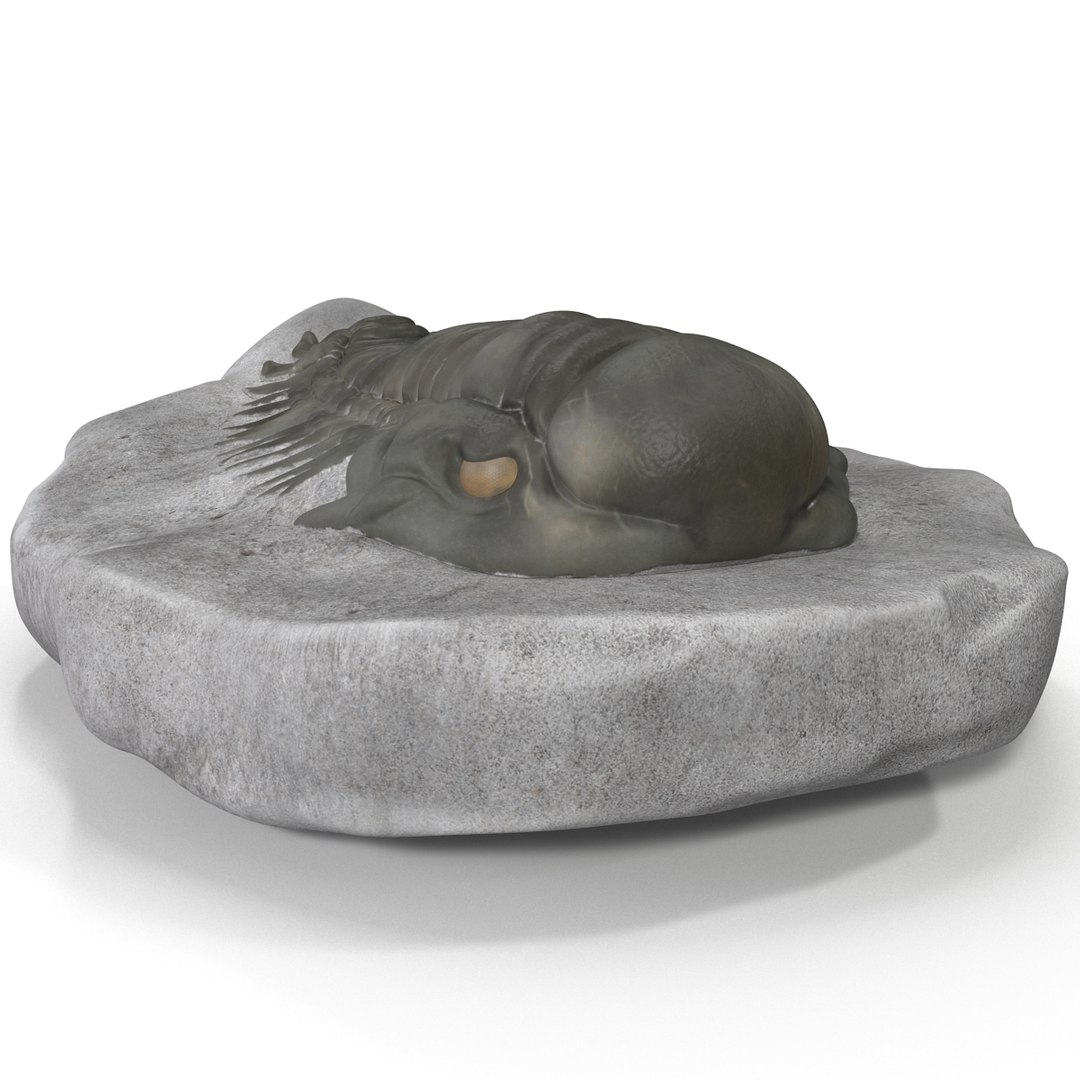 trilobite fossil 3d model https://p.turbosquid.com/ts-thumb/Kl/F6VoDb/NBf6T5id/trilobitefossil_17/jpg/1390850767/1920x1080/fit_q87/346c8b037905037e03b7d02aeea97cb34415931d/trilobitefossil_17.jpg