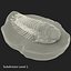Trilobite Fossil