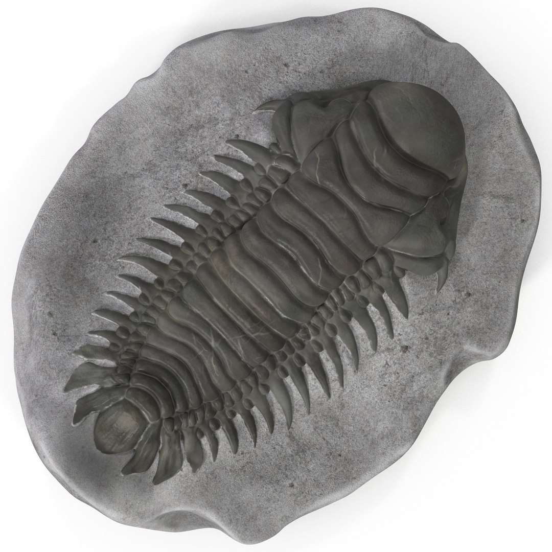 trilobite fossil 3d model https://p.turbosquid.com/ts-thumb/Kl/F6VoDb/RhWVq6q0/trilobitefossil_14/jpg/1390850756/1920x1080/fit_q87/7bc3cf2621d7e8d88e87c38c961386c3db4279ea/trilobitefossil_14.jpg