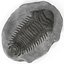 Trilobite Fossil