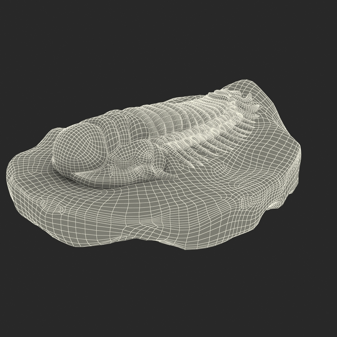 trilobite fossil 3d model https://p.turbosquid.com/ts-thumb/Kl/F6VoDb/UnQ3TUKq/turntablefile_361_1.jpge628aa5b5e964184a26f4a292911943fzoom/jpg/1390851058/1920x1080/turn_fit_q99/71ad54697935c2f8b2dd2b7ba0e4ceadc51f2891/turntablefile_361_1.jpge628aa5b5e964184a26f4a292911943fzoom-1.jpg