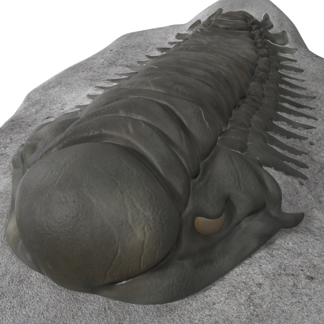 trilobite fossil 3d model https://p.turbosquid.com/ts-thumb/Kl/F6VoDb/XzirTl4N/trilobitefossil_21/jpg/1390850785/1920x1080/fit_q87/944e9acedf64a3a7b1b6d9ee76590695629225bb/trilobitefossil_21.jpg