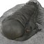 Trilobite Fossil