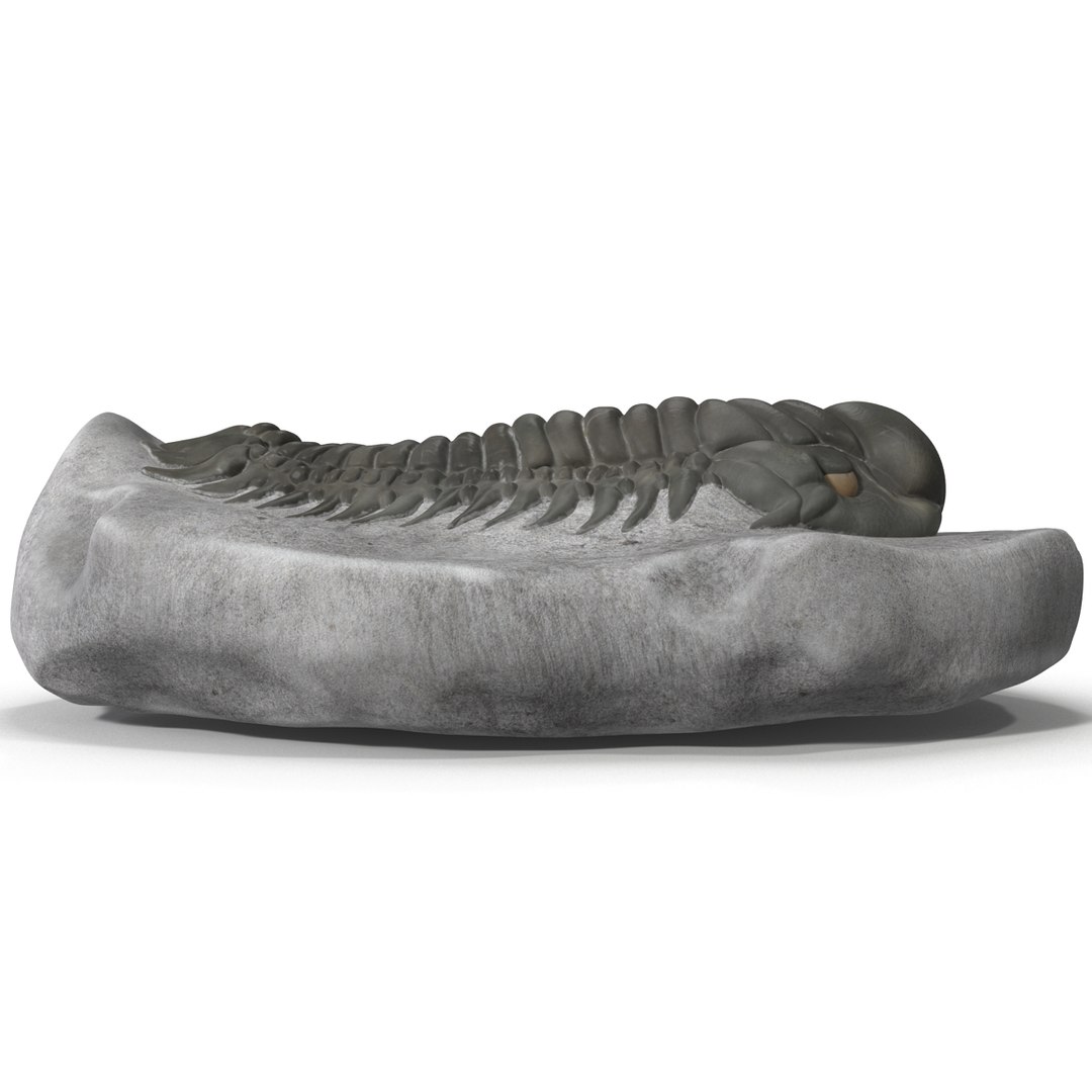 trilobite fossil 3d model https://p.turbosquid.com/ts-thumb/Kl/F6VoDb/evDxgsF3/trilobitefossil_13/jpg/1390850752/1920x1080/fit_q87/f5ccdb5b9f0af98d84699dbf3507f56d89695ee0/trilobitefossil_13.jpg