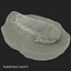 Trilobite Fossil