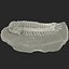 Trilobite Fossil