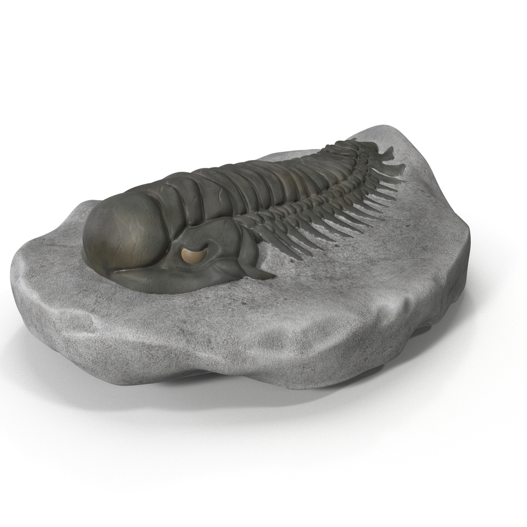 trilobite fossil 3d model https://p.turbosquid.com/ts-thumb/Kl/F6VoDb/kMA6SaCm/turntablefile_360_1.jpg3333fec294f24df4bff253eb57028c1azoom/jpg/1390850796/1920x1080/turn_fit_q99/d90e461150ba9d8fd9aa5506079f126536d90260/turntablefile_360_1.jpg3333fec294f24df4bff253eb57028c1azoom-1.jpg