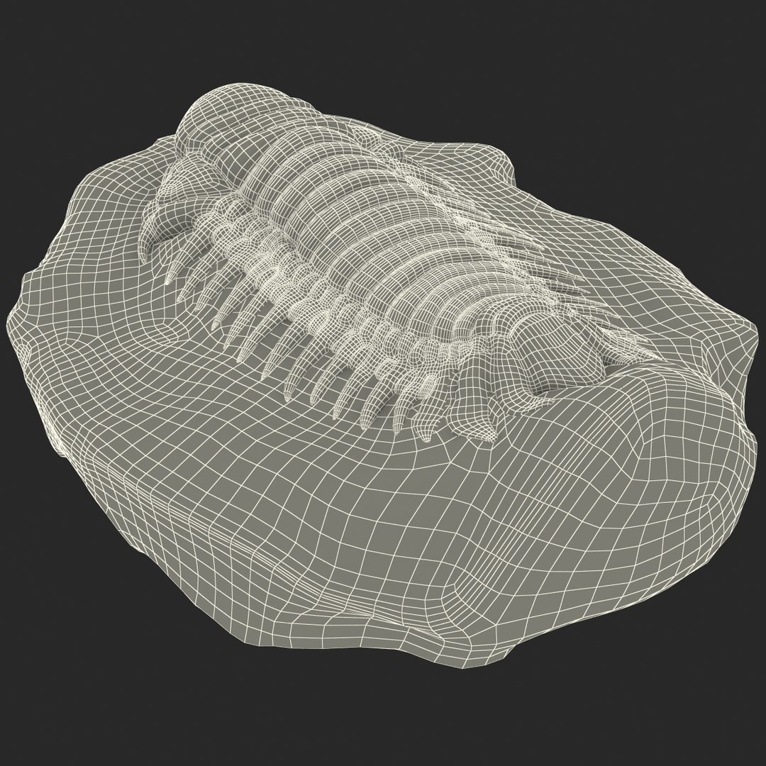 trilobite fossil 3d model https://p.turbosquid.com/ts-thumb/Kl/F6VoDb/l6qthkXu/trilobitefossil_176/jpg/1390851366/1920x1080/fit_q87/7fb4df5db8880ef110179b5d3ad32ed083240d81/trilobitefossil_176.jpg