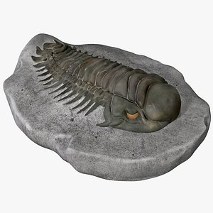 trilobite fossil 3d model
