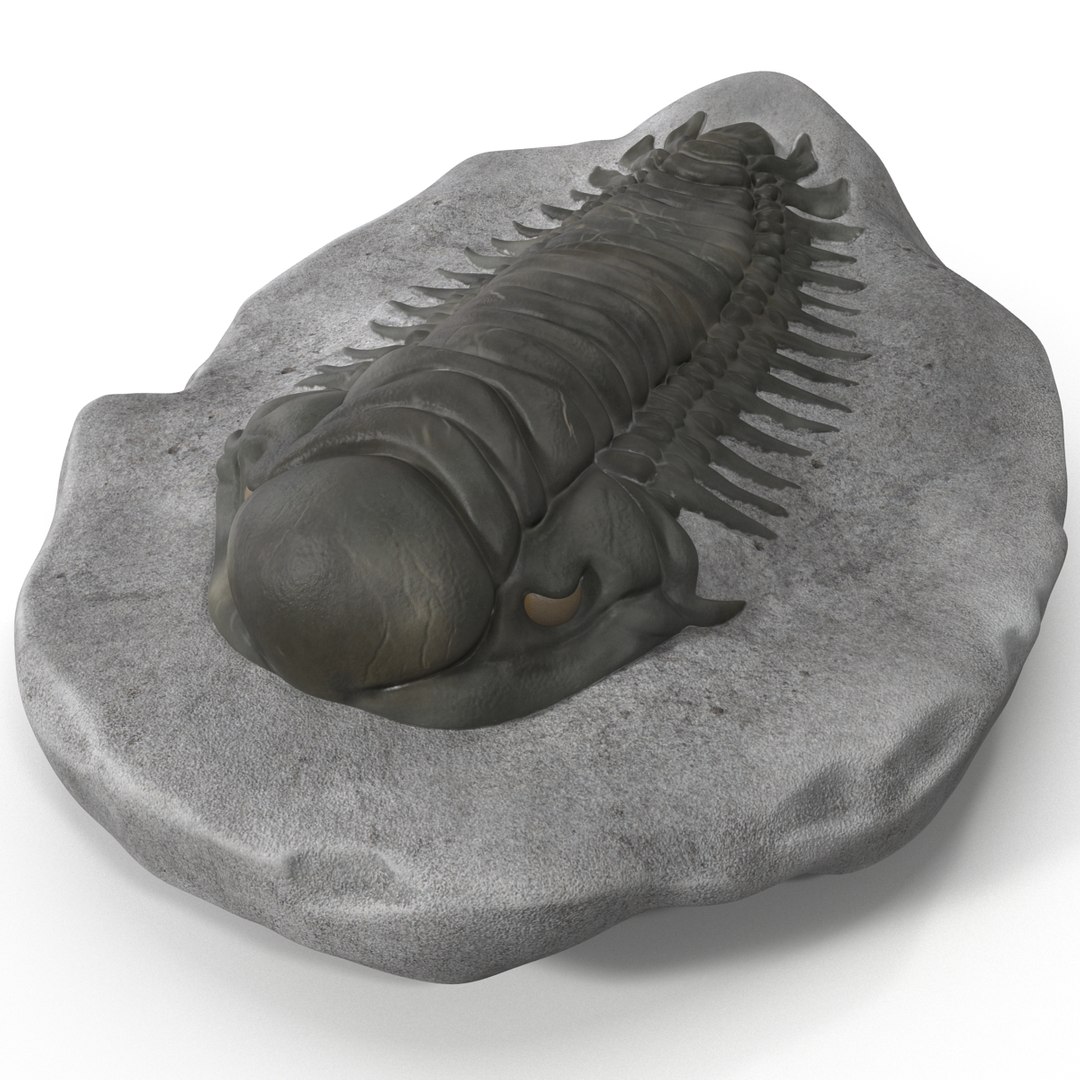 trilobite fossil 3d model https://p.turbosquid.com/ts-thumb/Kl/F6VoDb/uaXFCQzI/trilobitefossil_16/jpg/1390850764/1920x1080/fit_q87/bae711415e3161ca13ec21474d992fff94a59e56/trilobitefossil_16.jpg