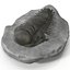 Trilobite Fossil