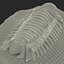 Trilobite Fossil