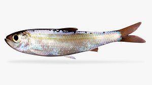 alewife fish 3D model