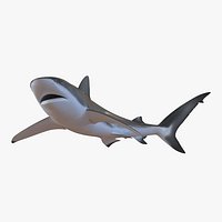 Dusky Shark Swimming Pose