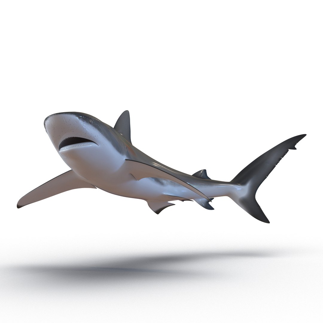 Dusky Shark Swimming Pose 3D model preview