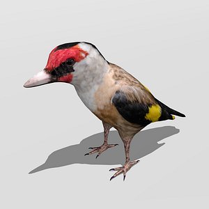 goldfinch bird finch 3D