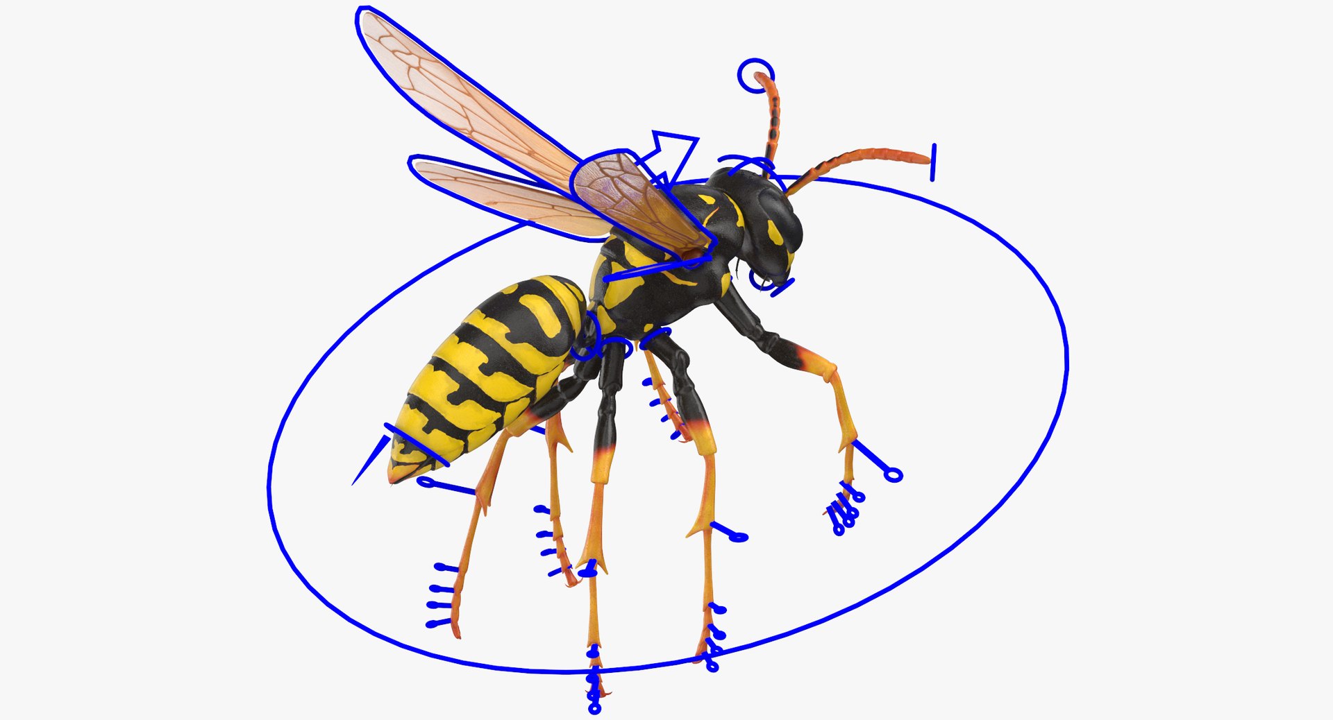 Paper Wasp Rigged 3D Model - TurboSquid 1367389