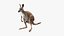 Female Kangaroo