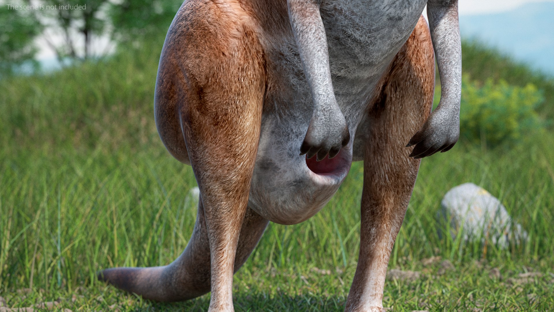 3D Female Kangaroo https://p.turbosquid.com/ts-thumb/Kl/Xo1Y5L/5R/femalekangaroo3dmodel007/jpg/1719996476/1920x1080/fit_q87/fc830691c8b3727c49c401850a5a1144691071e0/femalekangaroo3dmodel007.jpg