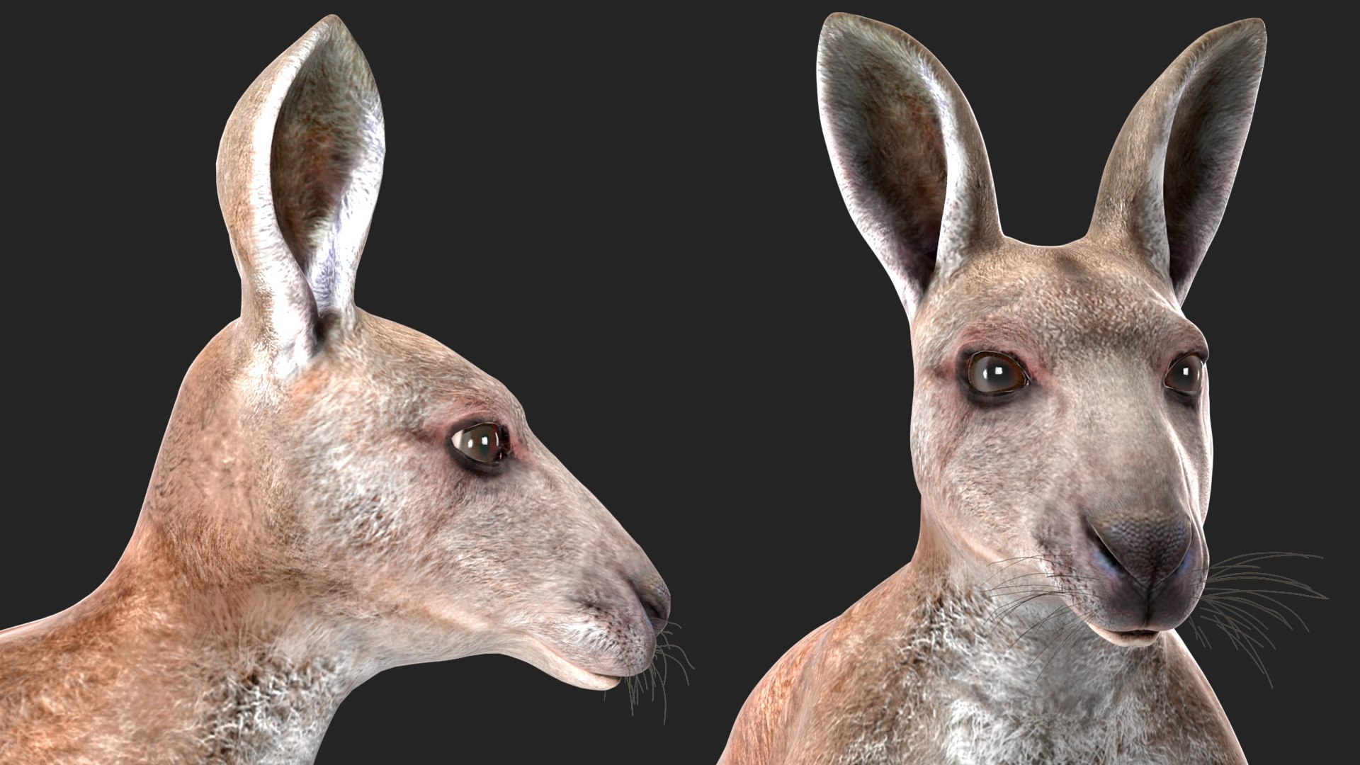 3D Female Kangaroo https://p.turbosquid.com/ts-thumb/Kl/Xo1Y5L/9s/femalekangaroo3dmodel017/jpg/1719996526/1920x1080/fit_q87/e5e1e45e50415b6df05bf8ebad583b7ba5fb06c9/femalekangaroo3dmodel017.jpg