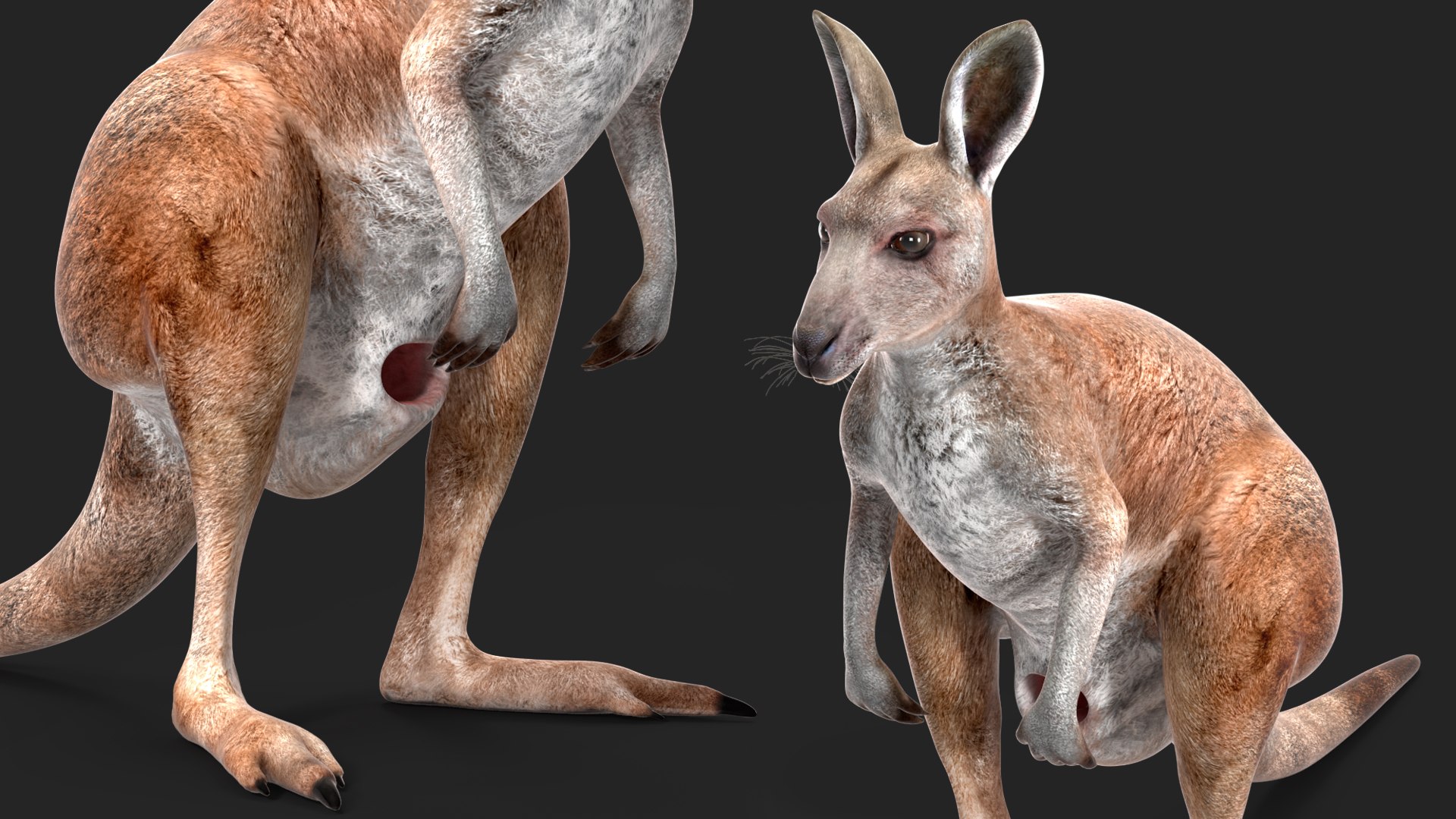 3D Female Kangaroo https://p.turbosquid.com/ts-thumb/Kl/Xo1Y5L/HF/femalekangaroo3dmodel012/jpg/1719996498/1920x1080/fit_q87/9e5650749d8f0bd6caab31d4966c35bcf3eee753/femalekangaroo3dmodel012.jpg
