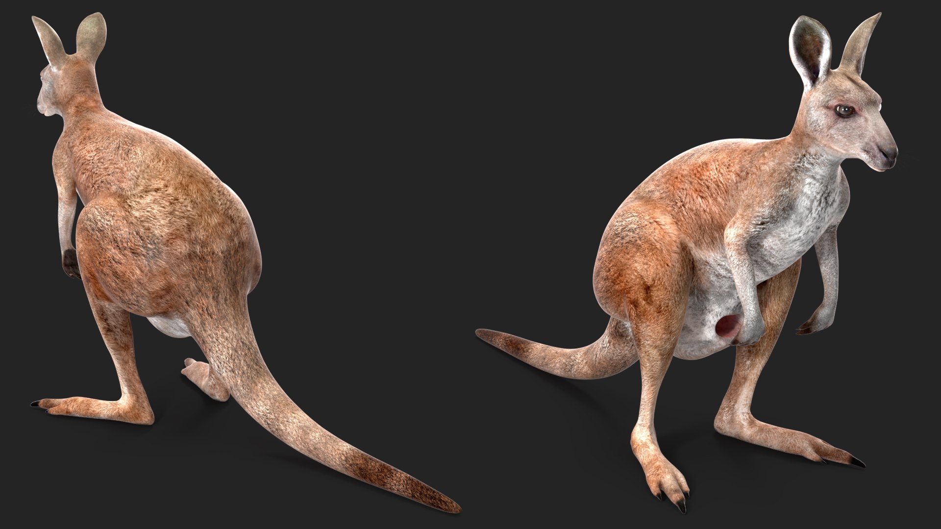 3D Female Kangaroo https://p.turbosquid.com/ts-thumb/Kl/Xo1Y5L/KL/femalekangaroo3dmodel009/jpg/1719996486/1920x1080/fit_q87/24ab740c49783a43503e054d188814a2c25361ed/femalekangaroo3dmodel009.jpg