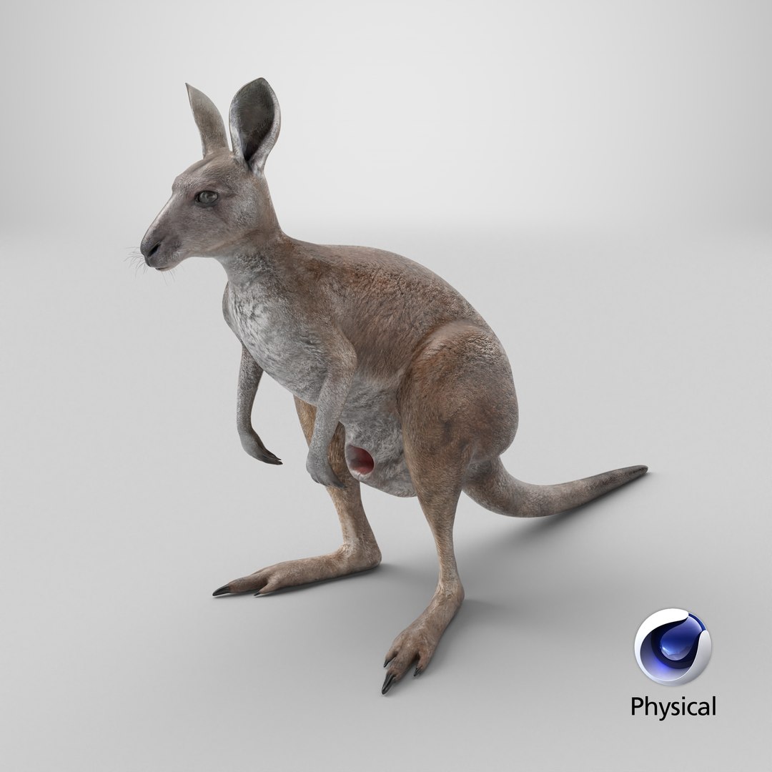 3D Female Kangaroo https://p.turbosquid.com/ts-thumb/Kl/Xo1Y5L/Ne/stemcell_cinema_4d_physical_render/png/1723220265/1920x1080/fit_q87/4ca24bc298c0eb1e41612ba42d2579f5f5a990ce/stemcell_cinema_4d_physical_render.jpg