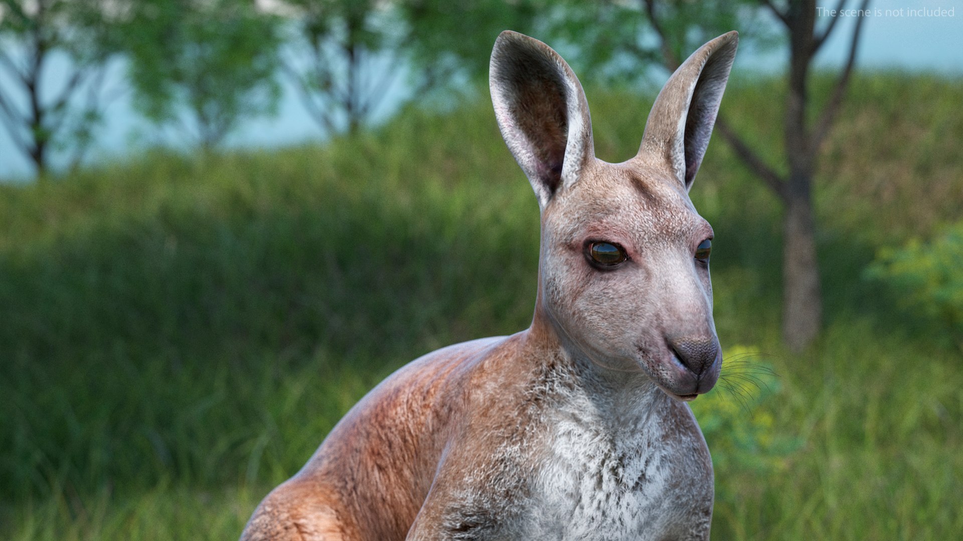 3D Female Kangaroo https://p.turbosquid.com/ts-thumb/Kl/Xo1Y5L/T6/femalekangaroo3dmodel006/jpg/1719996471/1920x1080/fit_q87/3f4171d0dc4f33f96a409abec53ef438ef988c25/femalekangaroo3dmodel006.jpg