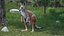 Female Kangaroo