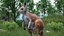 Female Kangaroo