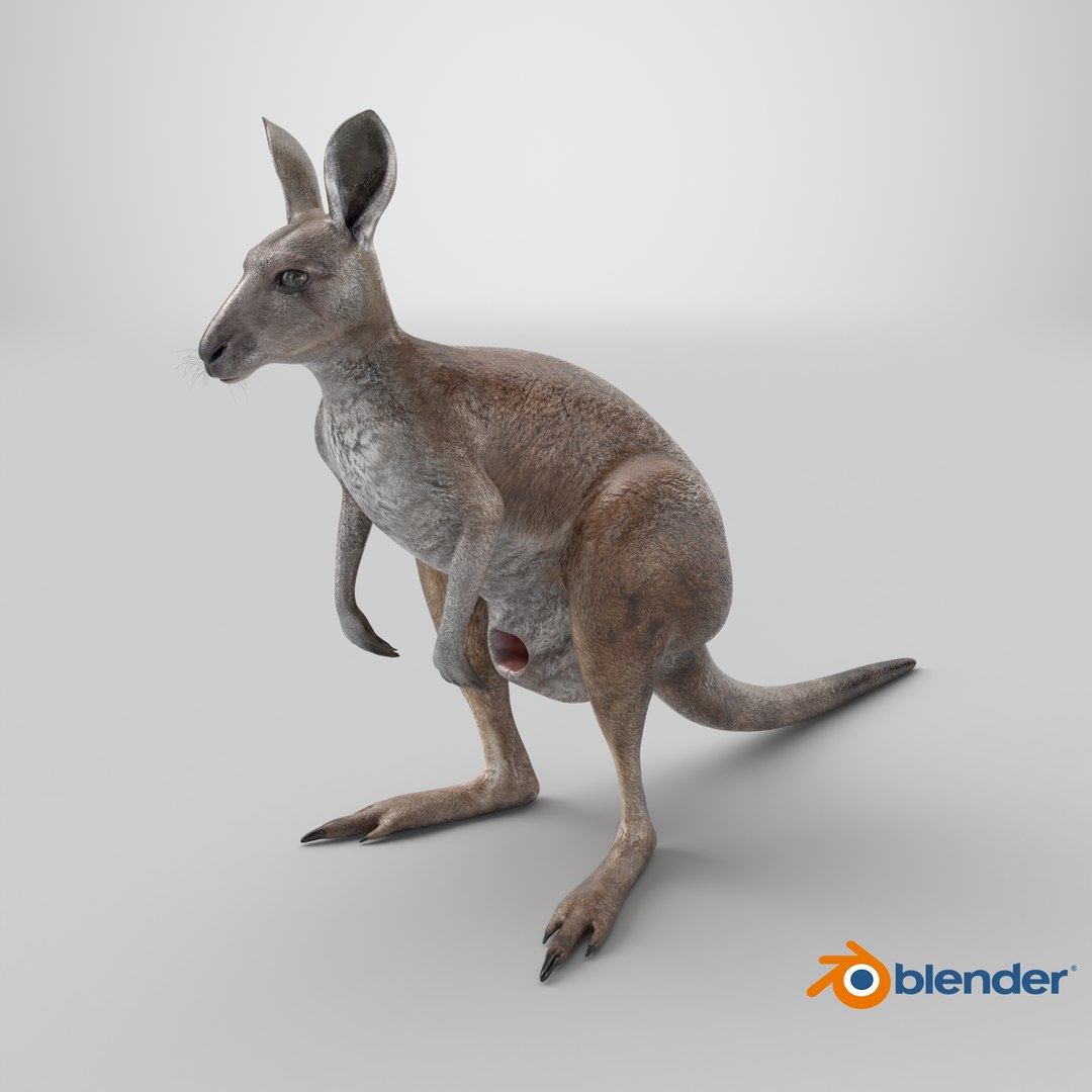 3D Female Kangaroo https://p.turbosquid.com/ts-thumb/Kl/Xo1Y5L/nb/stemcell_blender_cycles_render/png/1723220257/1920x1080/fit_q87/b0a3b88146024e24ebe0f908c02b1d05b1c29f53/stemcell_blender_cycles_render.jpg