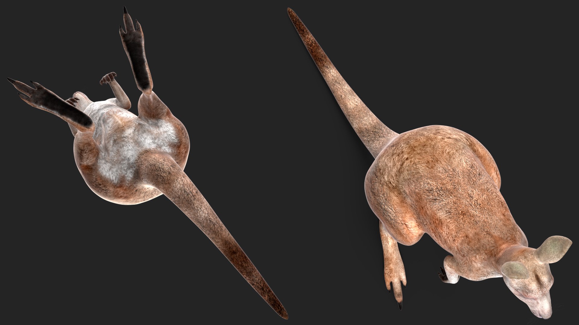 3D Female Kangaroo https://p.turbosquid.com/ts-thumb/Kl/Xo1Y5L/xb/femalekangaroo3dmodel010/jpg/1719996490/1920x1080/fit_q87/47cd5dcaf7daf525db694a762e495860de8ebae7/femalekangaroo3dmodel010.jpg