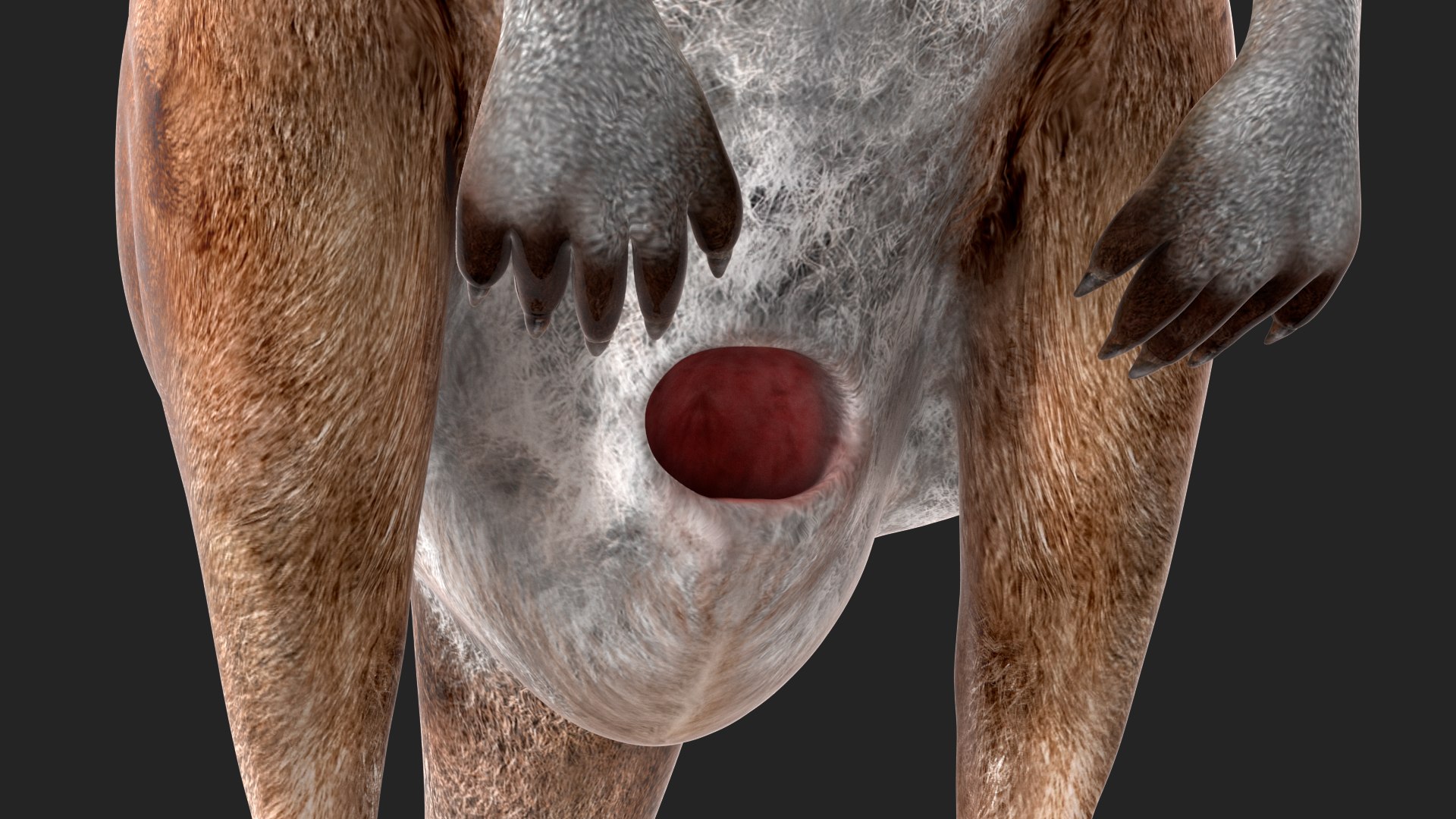 3D Female Kangaroo https://p.turbosquid.com/ts-thumb/Kl/Xo1Y5L/yw/femalekangaroo3dmodel018/jpg/1719996531/1920x1080/fit_q87/a925aeeb1d220970d2579bbfc3eab98b5d527c67/femalekangaroo3dmodel018.jpg