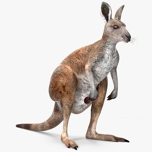 Female Kangaroo