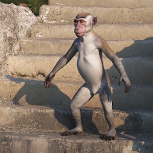 Rhesus Macaque Monkey Gray