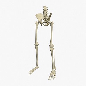 skeleton legs 3d model