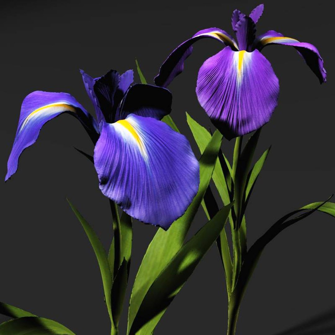 Iris Flowers 3d Model