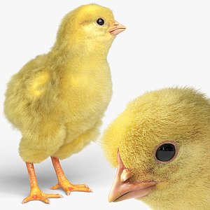 Newborn Chick Domestic Idle Animated Fur Rigged For Blender