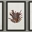 Marine Flora Pressings Art