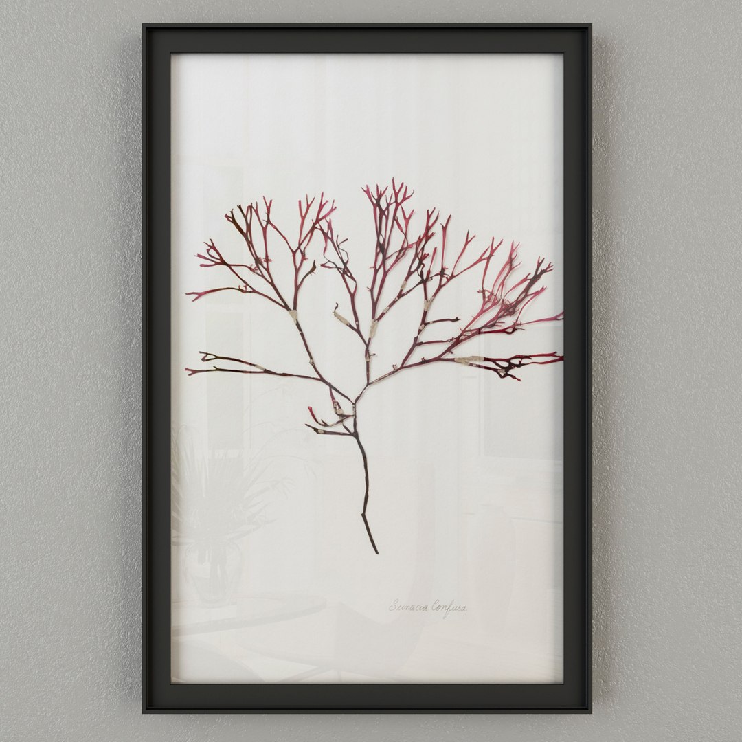 marine flora pressing 3D https://p.turbosquid.com/ts-thumb/Km/4pMyvz/TSJ4dqRb/marine5/jpg/1492613395/1920x1080/fit_q87/71ce6bdcd9032a573d5f8ec18d0782f83c7752bb/marine5.jpg