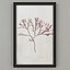 Marine Flora Pressings Art